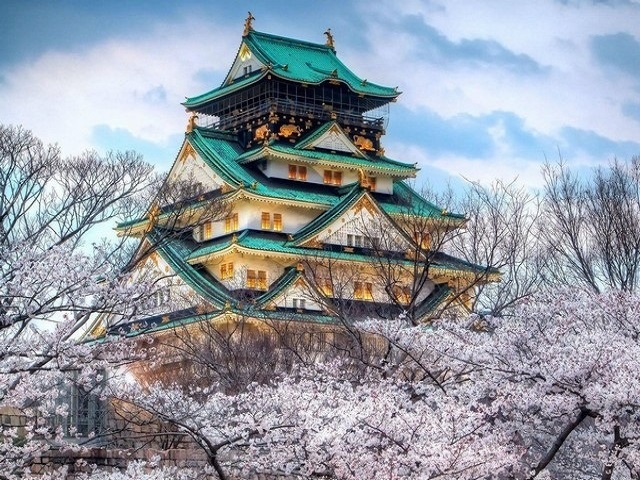 Lộng lẫy lâu đài Osaka ẩn hiện trong vườn anh đào nở rộ